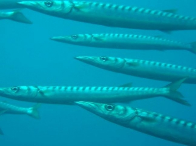 Salidas de pesca en Crotone